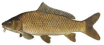 carp